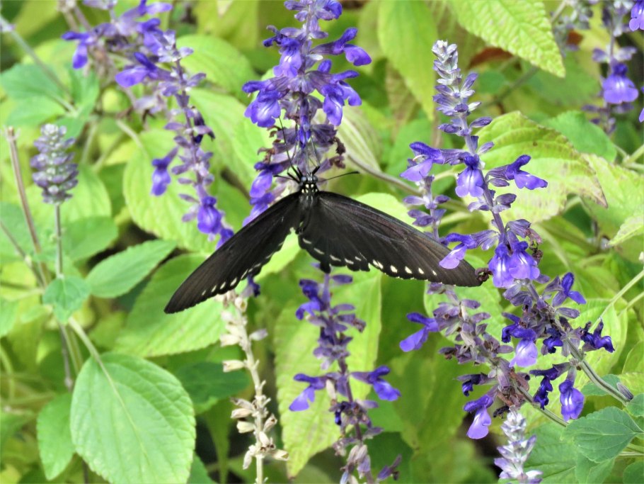 Гербарий на черном