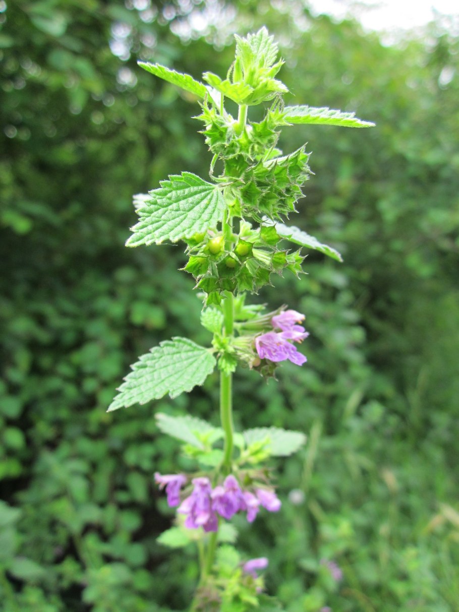 Кольник коготь дьявола