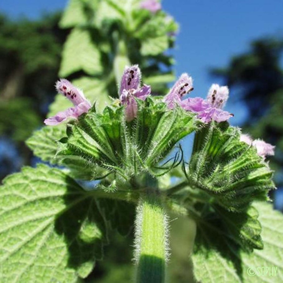 Белокудренник ложноясенцовый
