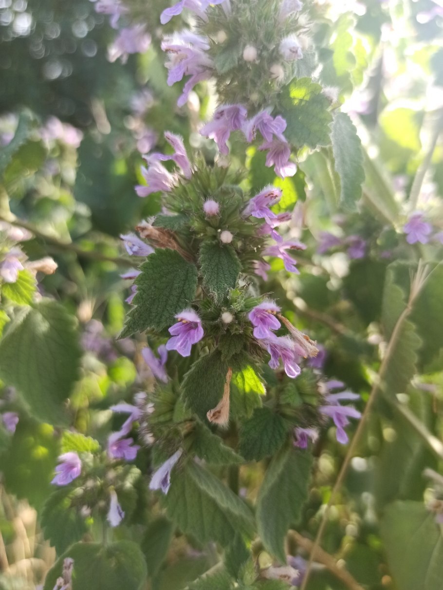 Белокудренник черный (Ballota nigra l.)