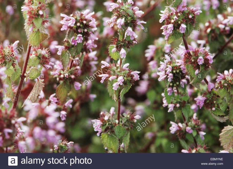 Фото белокудренник болотный