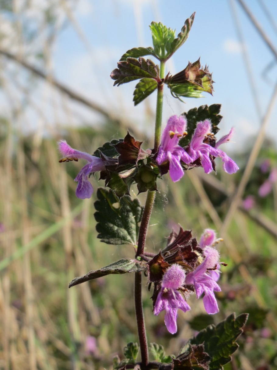 Пустырник шерстистый, Гремячка, белокудренник Сибирский.