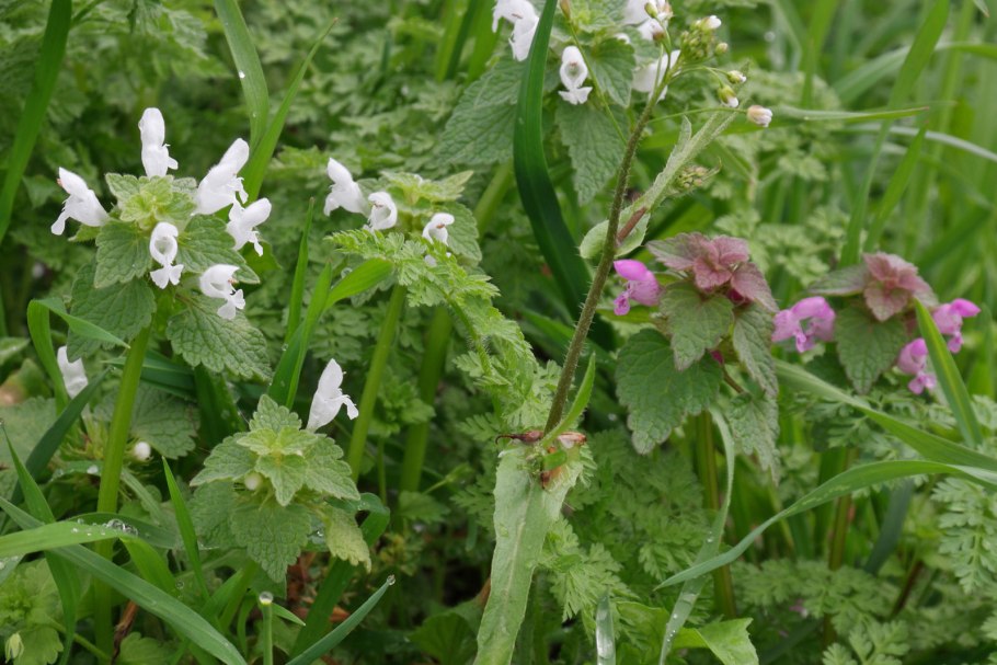 Белокудренник черный (Ballota nigra)