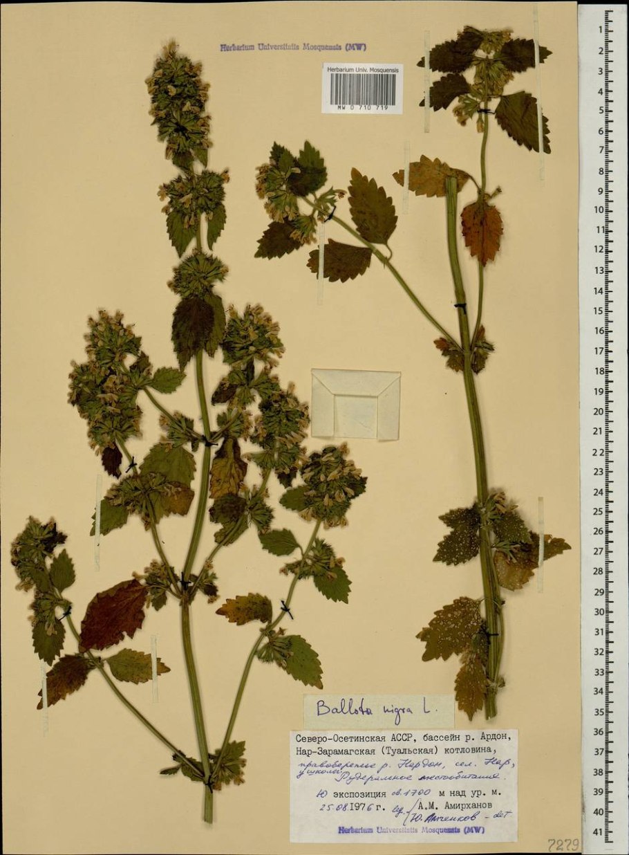 Белокудренник черный рисунок