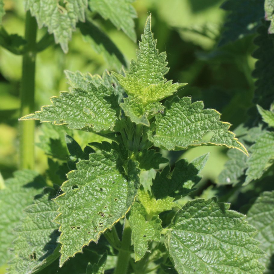 Сорняк белокудренник