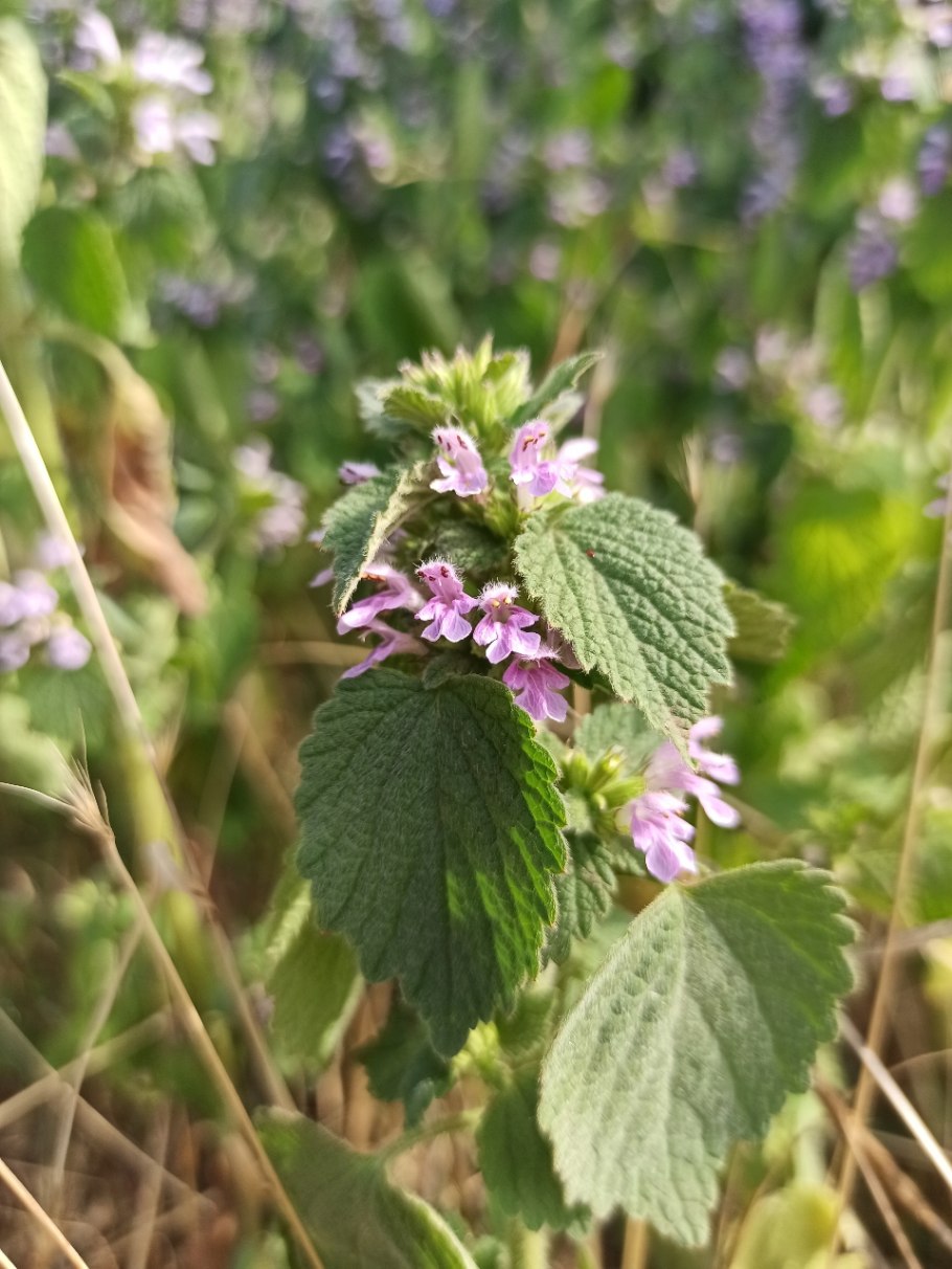 Шандра обыкновенная (Marrubium vulgare)