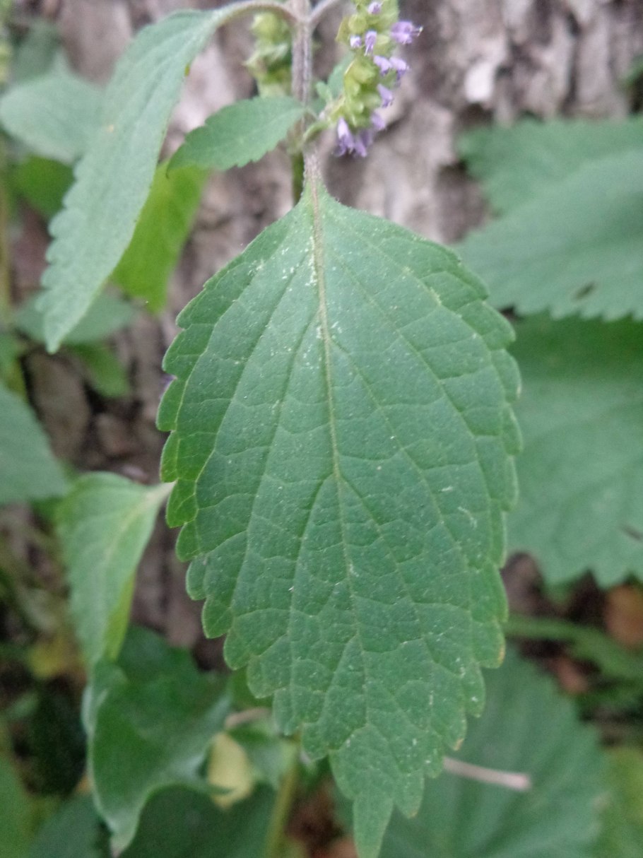 Яснотка пятнистая альбум