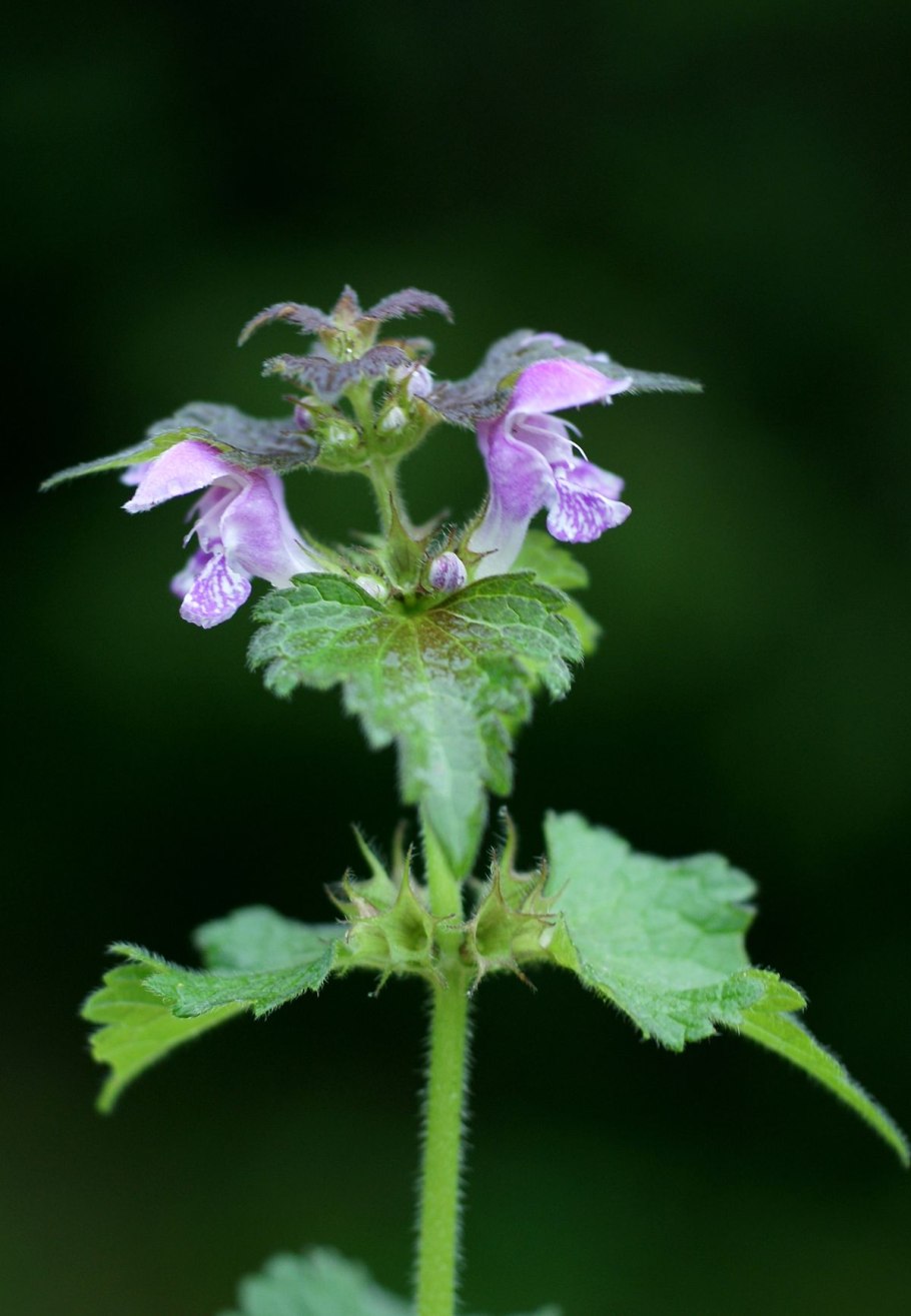 Белокудренник черный гербарий