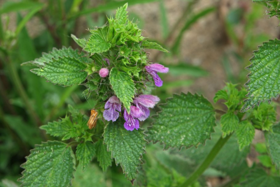 Белокудренник ложноясенцовый