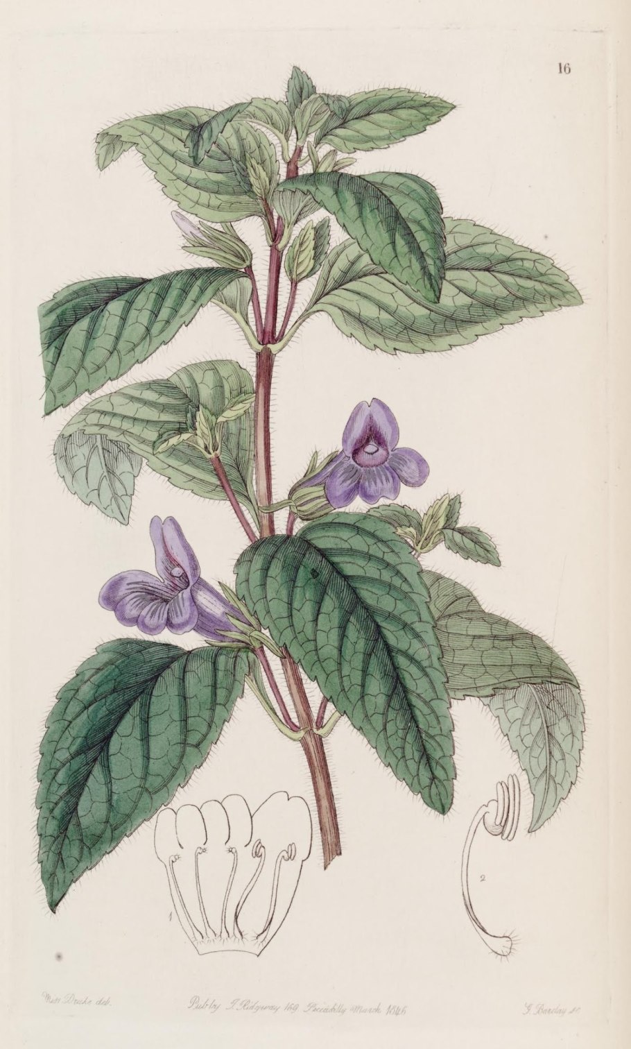 Яснотка пурпуровая