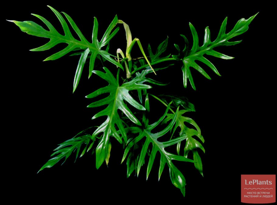 Филодендрон elegans