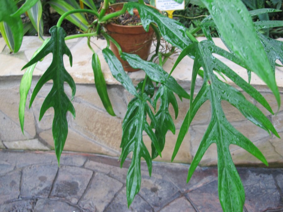 Монстера Делициоза (Monstera deliciosa)