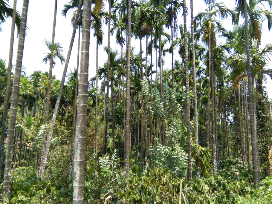 Widdringtonia schwarzii