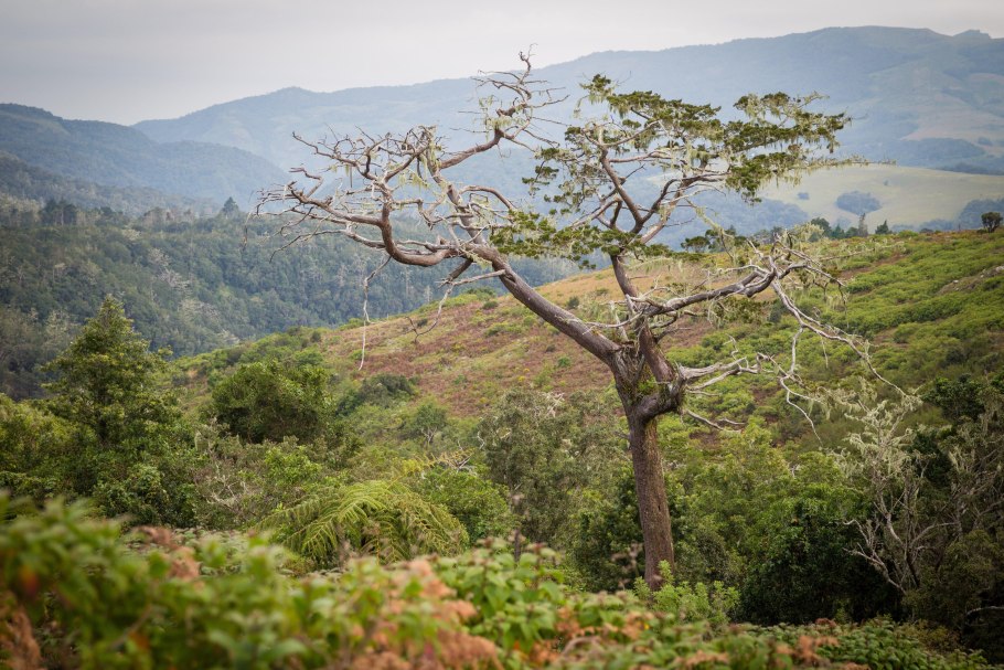 Дерево виддрингтония