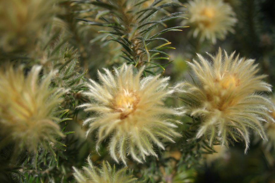 Widdringtonia schwarzii