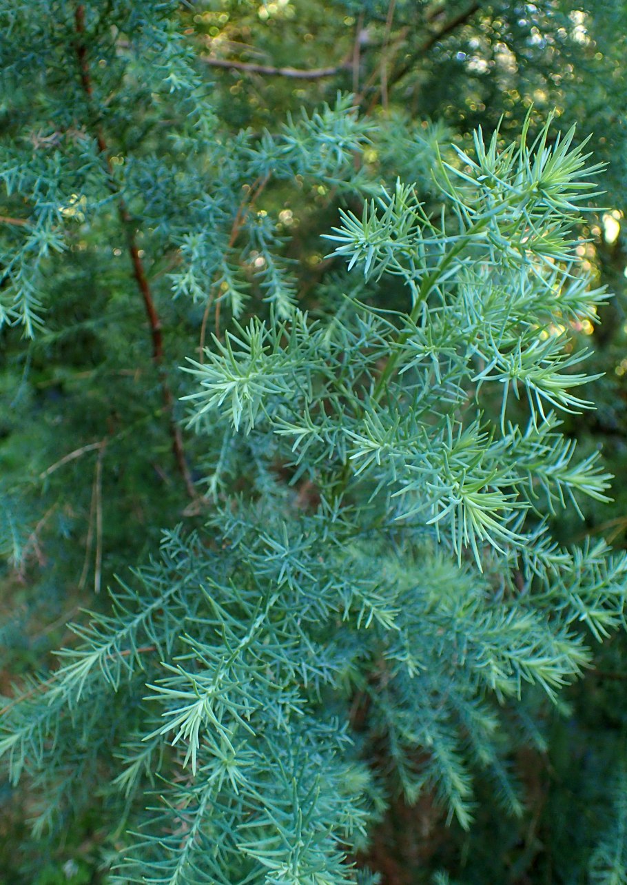 Widdringtonia schwarzii