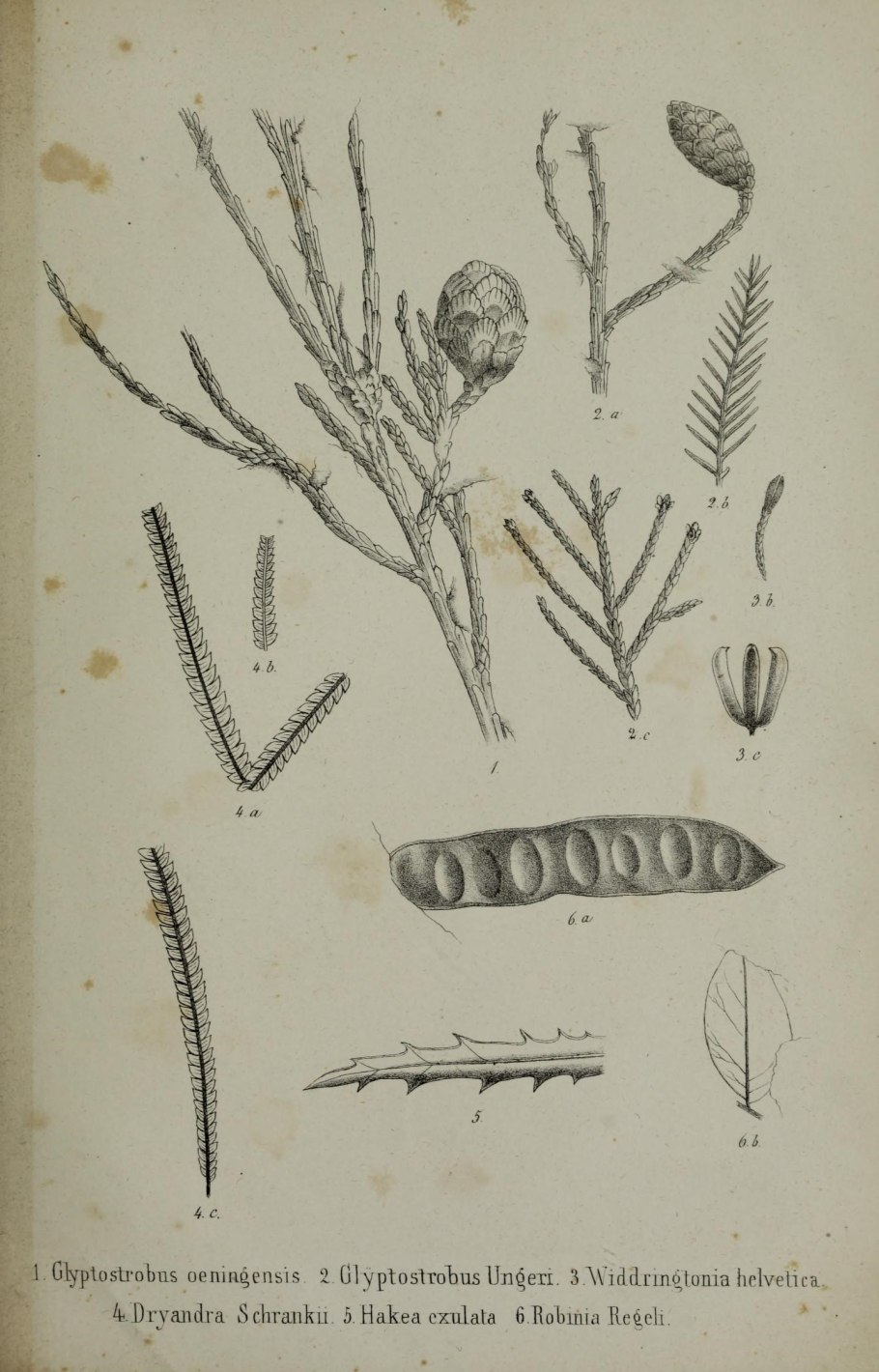 Дэвид Хэй и Деонтей Уайлдер