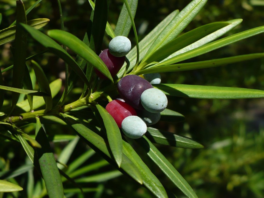 Мондия растение