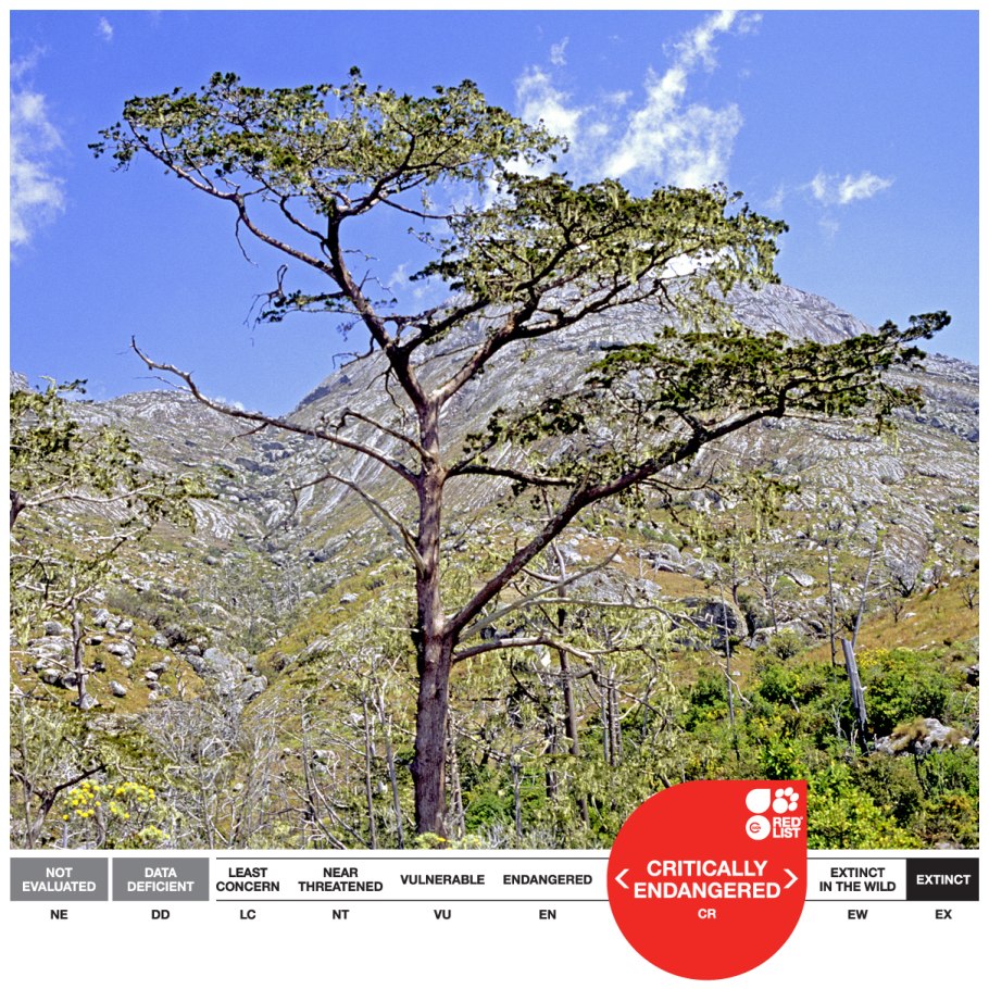 Widdringtonia cedarbergensis