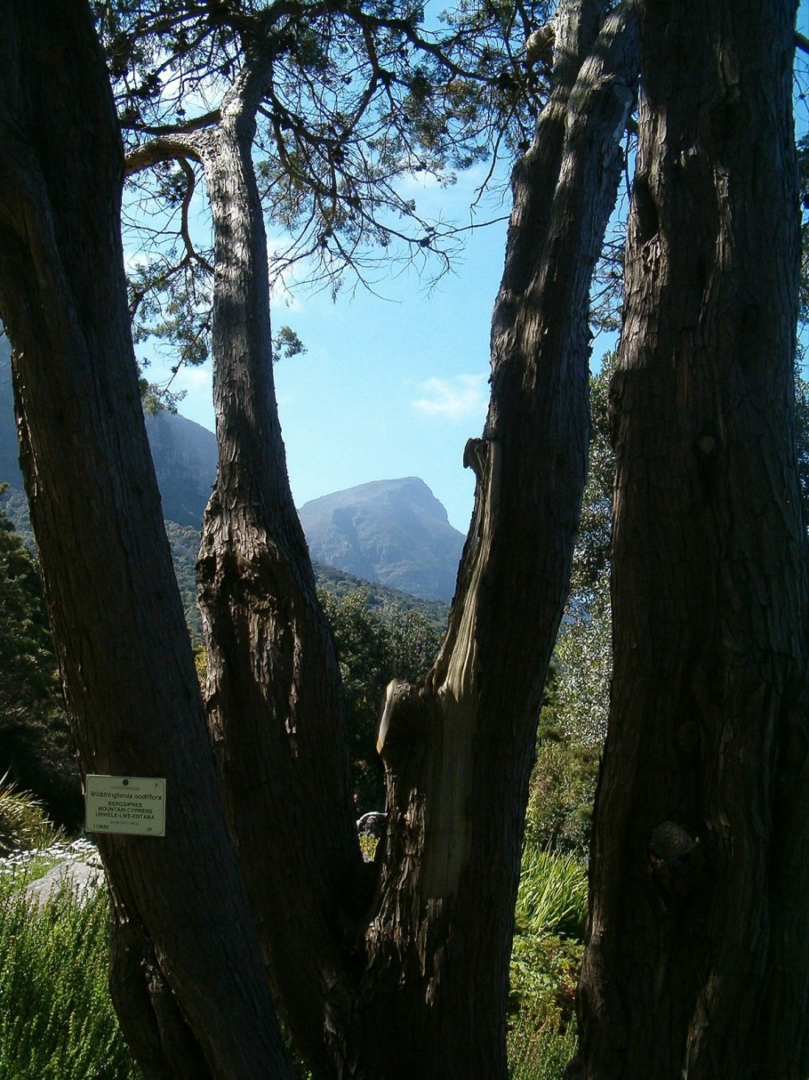 Widdringtonia schwarzii