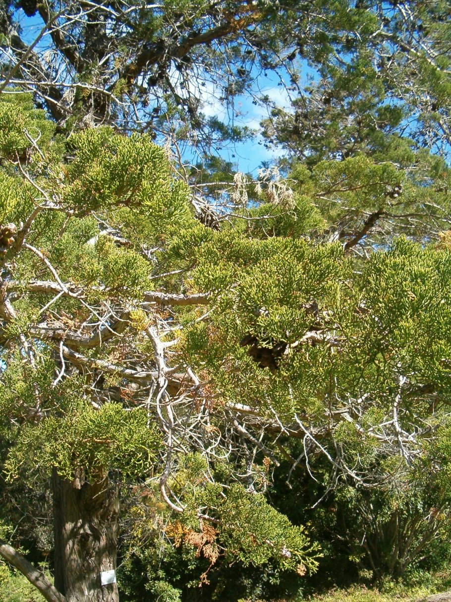 Дерево виддрингтония