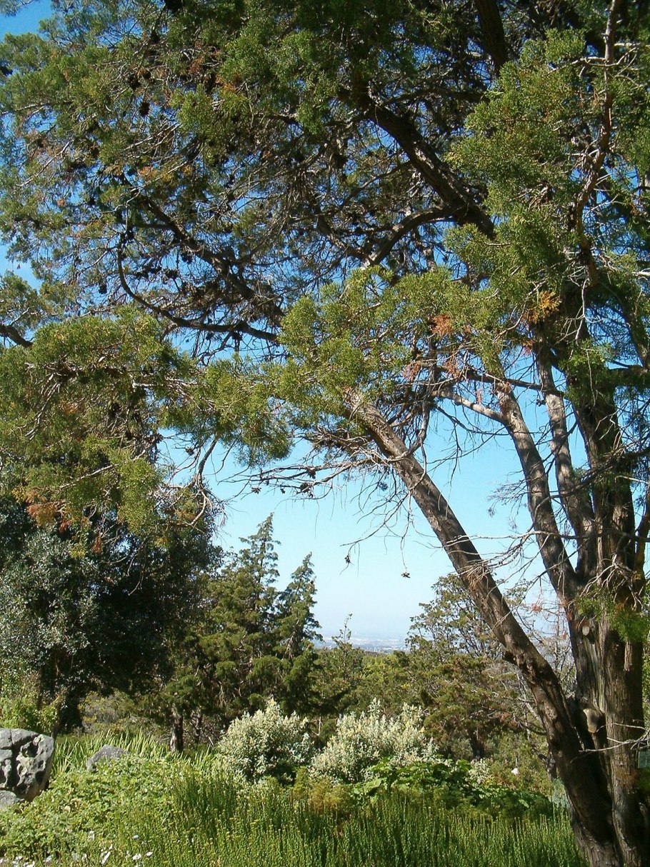 Ацена Acaena buchananii