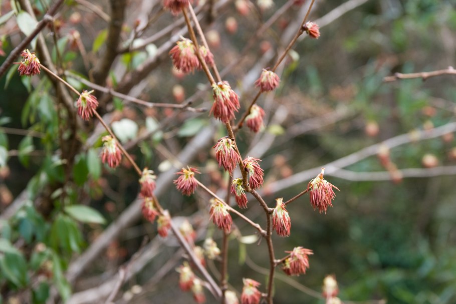 Эвптелея многотычинковая
