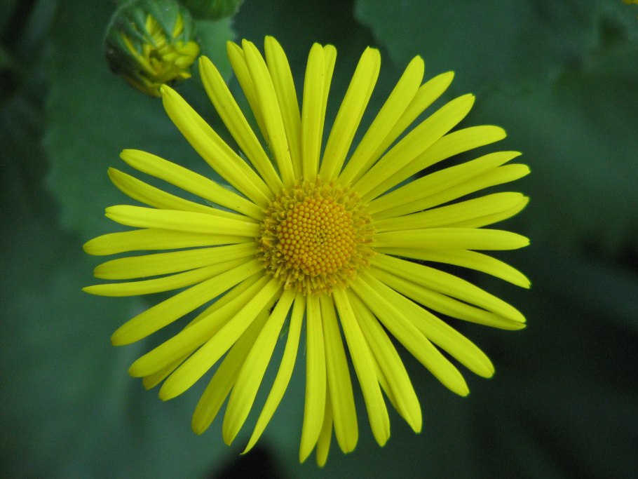 Кизил растение