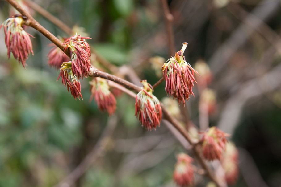 Эуптелея Франше