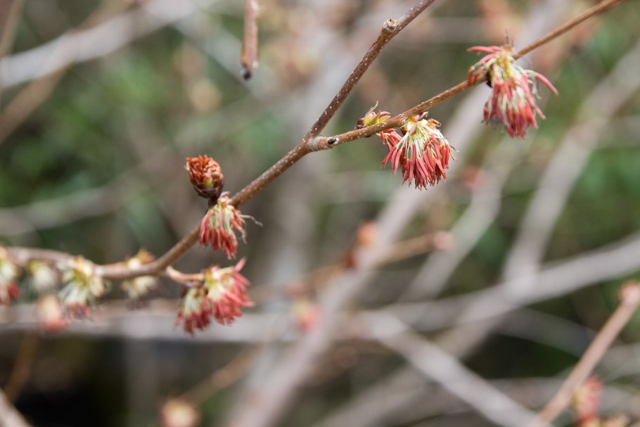 Гамамелисовые семейство