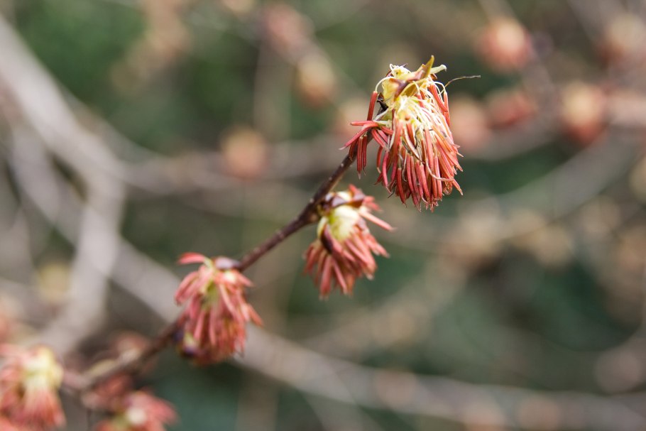 Pterostyrax corymbosa