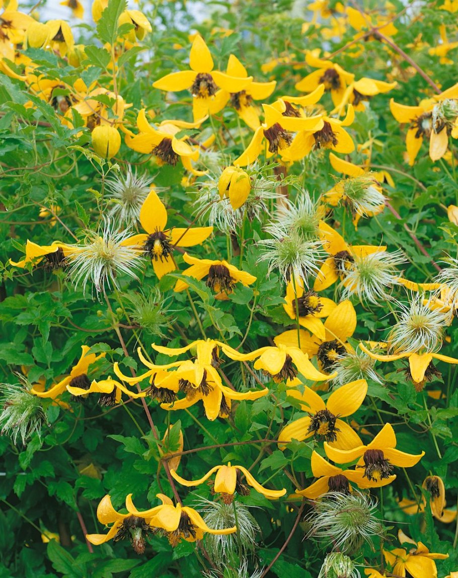 Клематис пильчатолистный