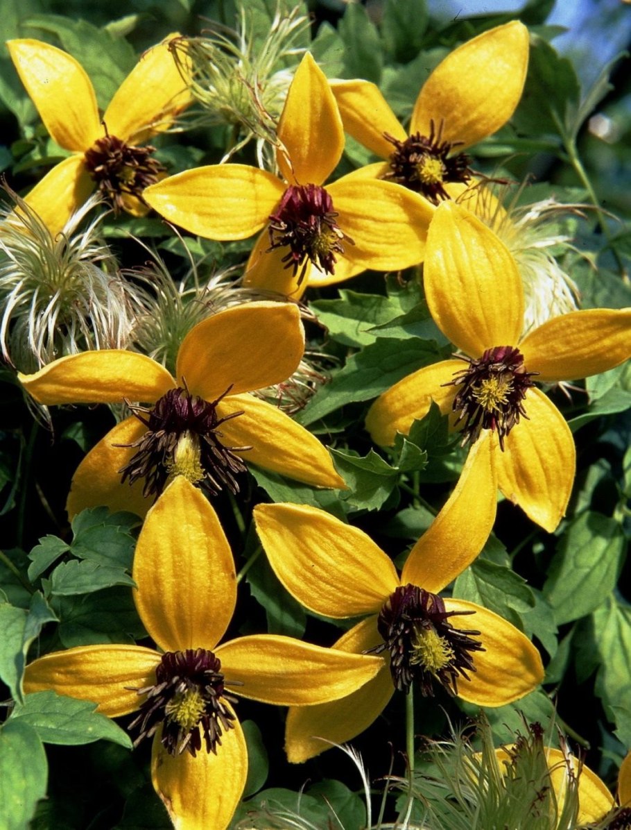 Клематис Бетти Корнинг