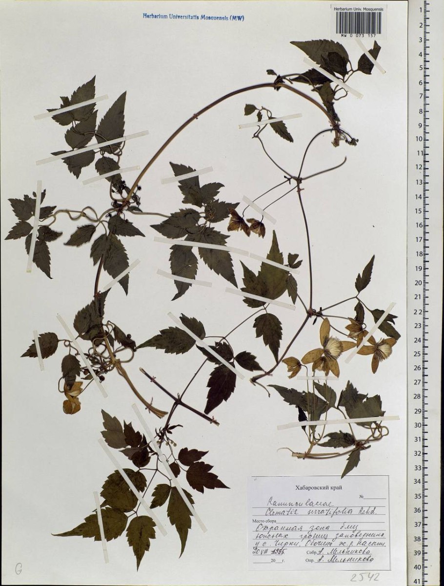 Клематис тангутский