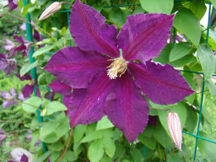 Клематис Вайт Квин