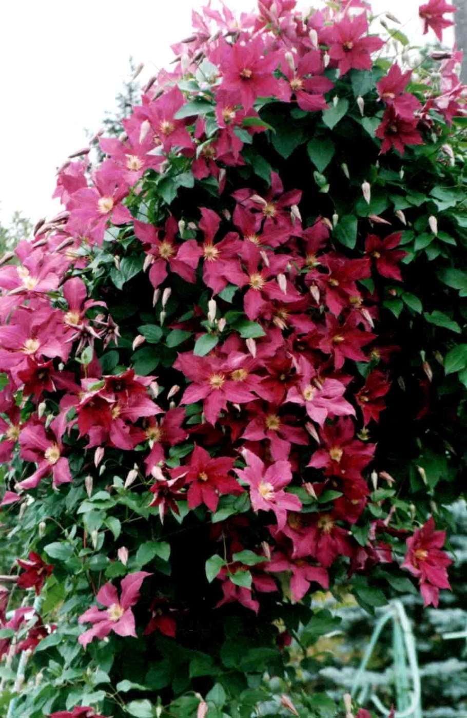 Ильина в. "клематисы"