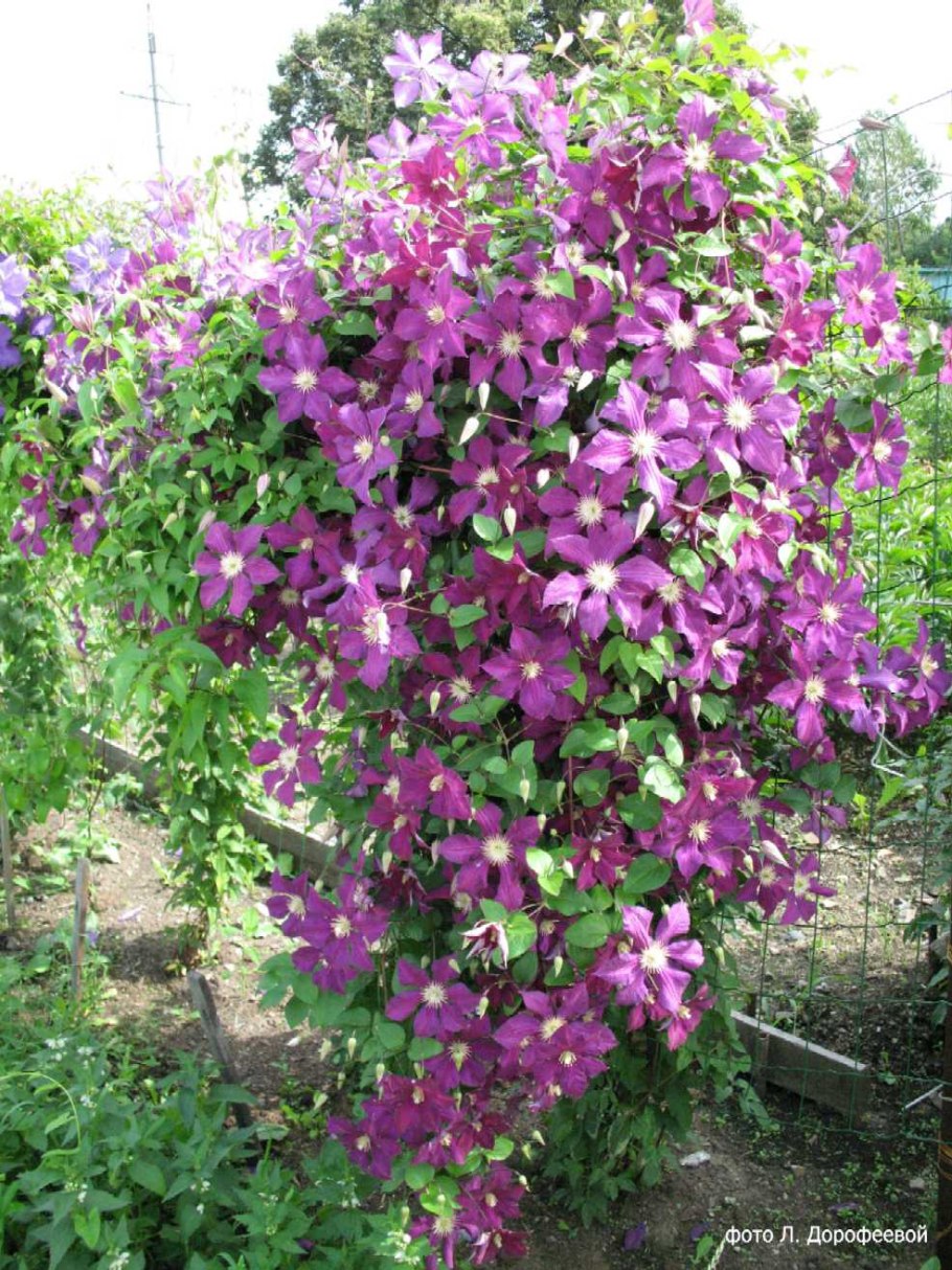 Клематис тангутский Golden Tiara