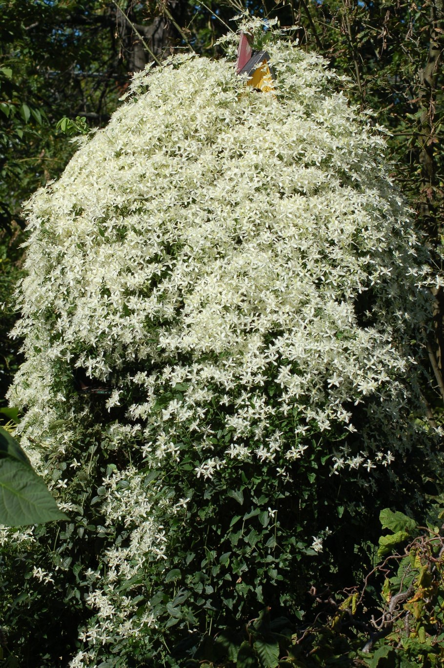 Клематис Helios