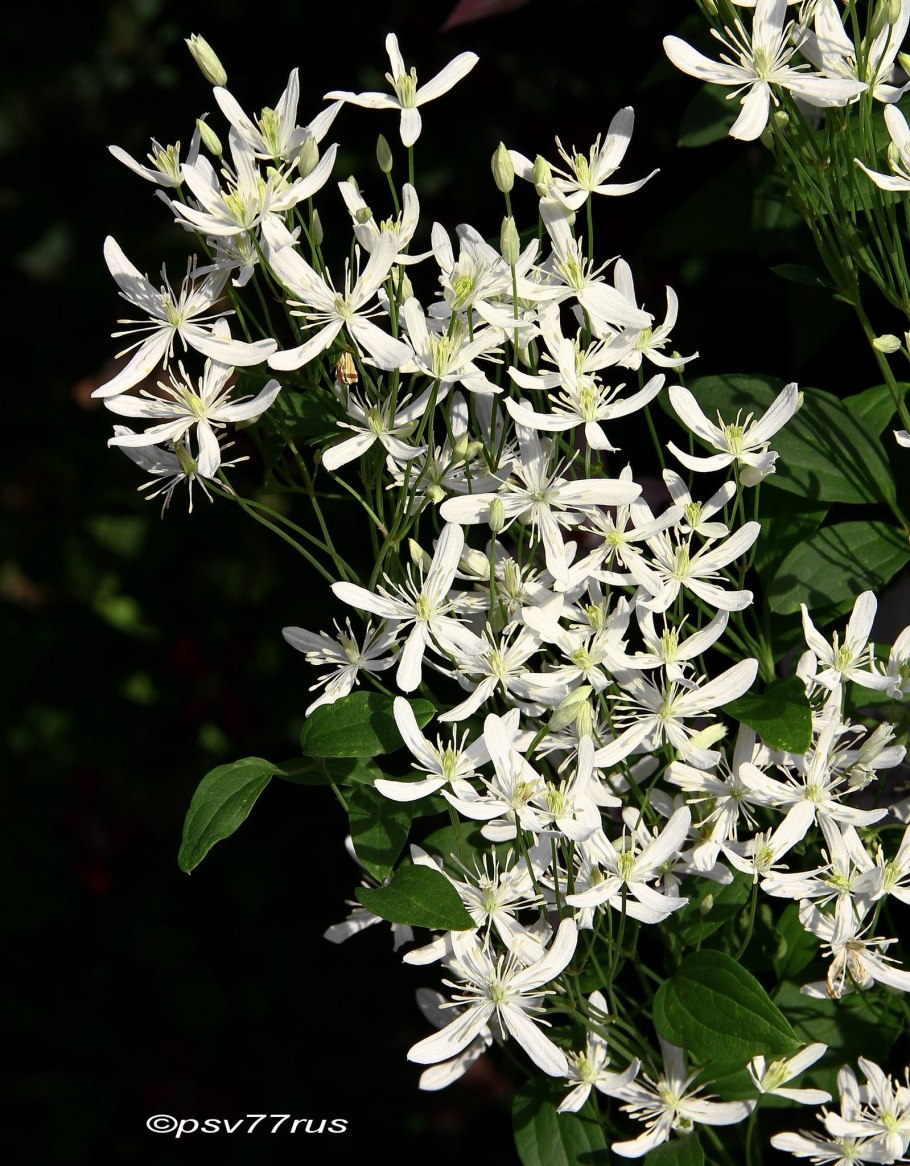 Клематис тангутский