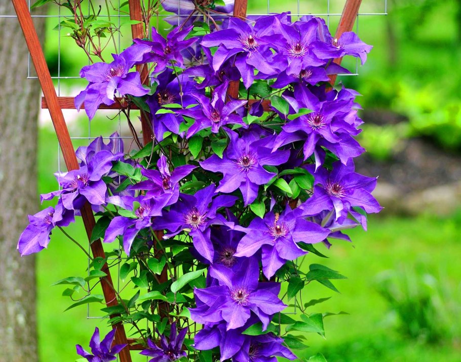 Клематис liberty (либерти)