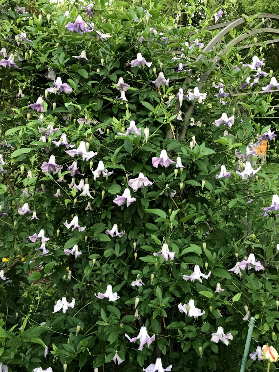 Ломонос пильчатолистный в Магадане