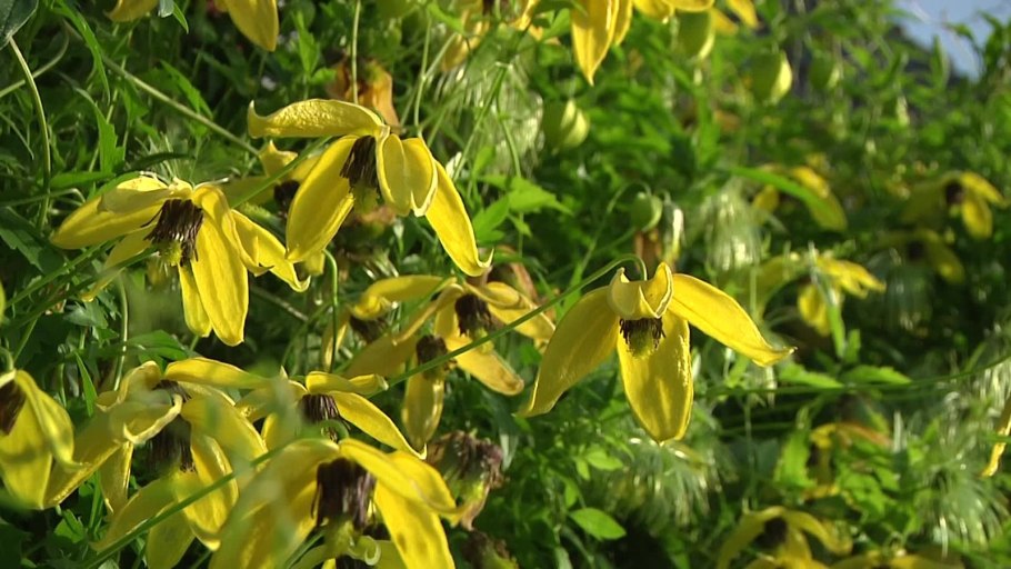 Клематис Светлячок