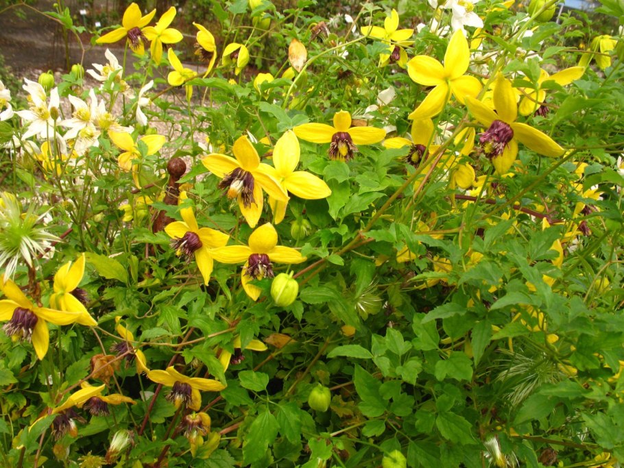 Клематис (Clematis Cassis