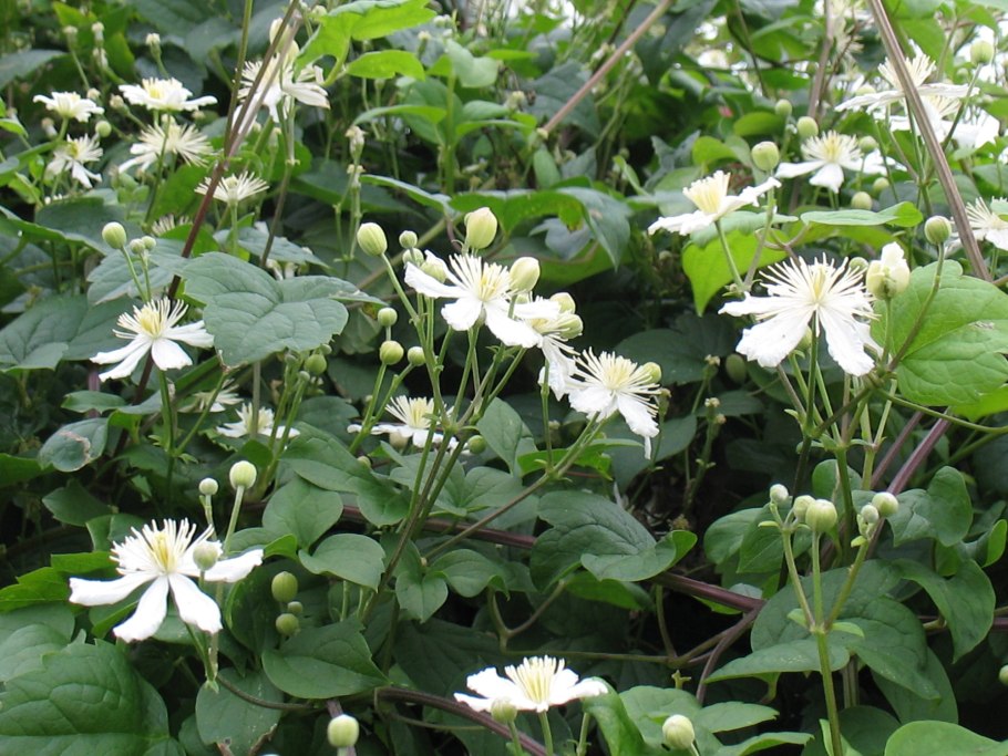 Клематис тангутский радар