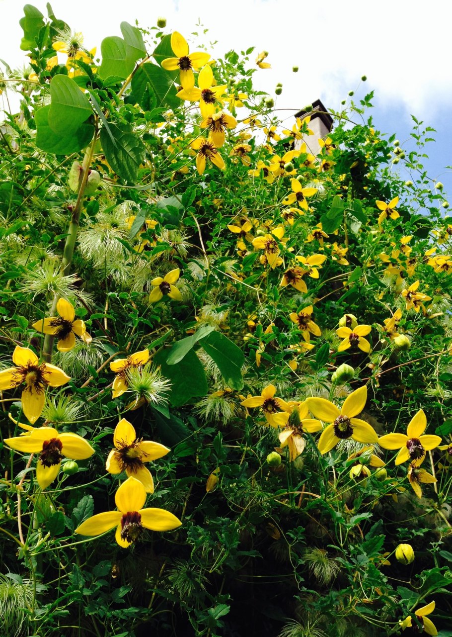 Клематис (сорт Night Veil) viticella