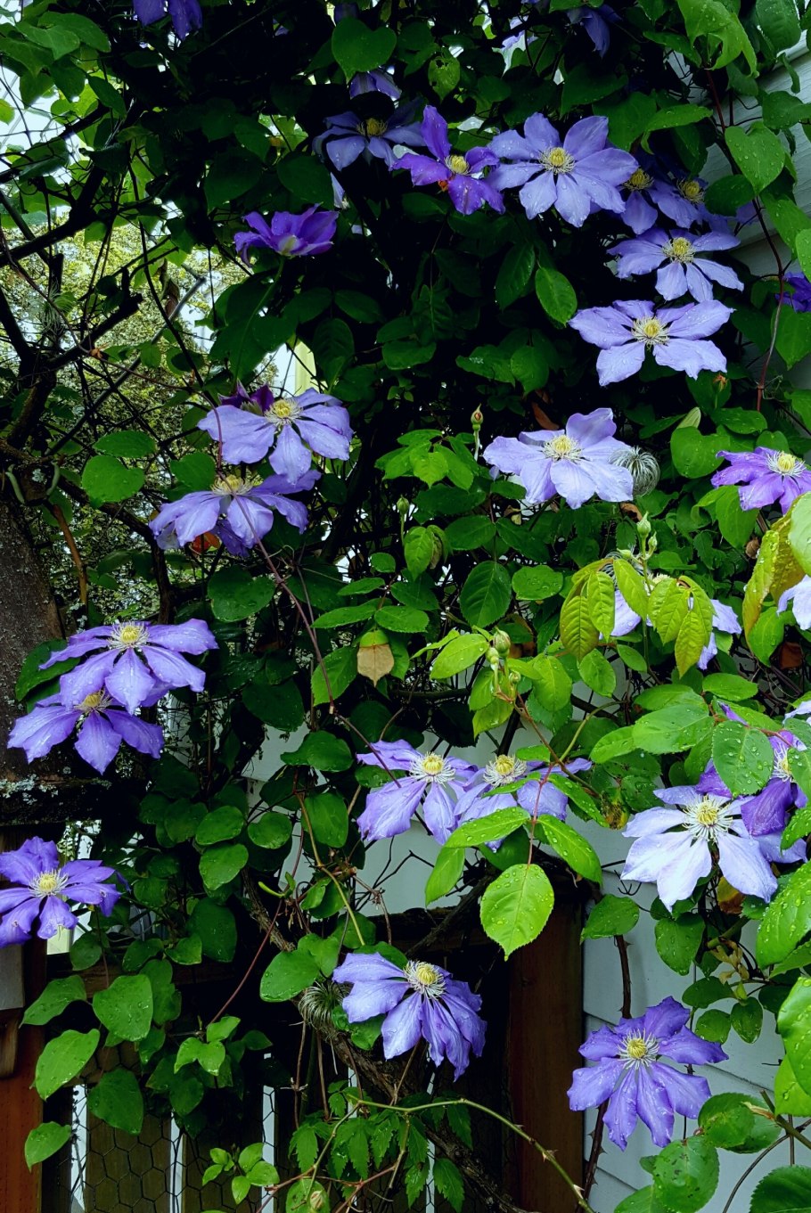 Клематис пильчатолистный строение