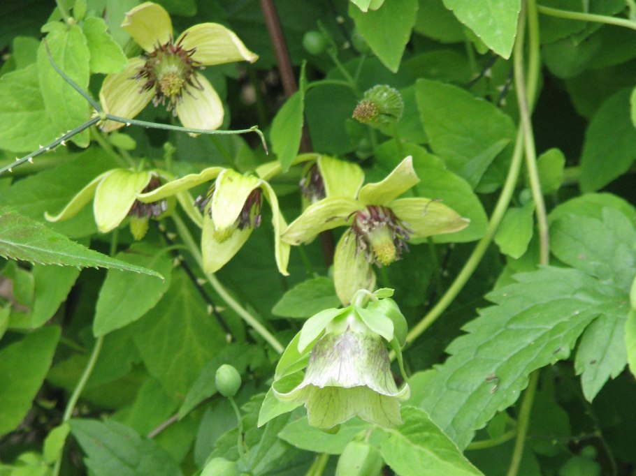 Клематис тангутский Golden Tiara