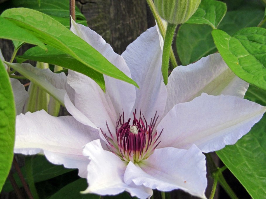 Клематис Альпийский княжик