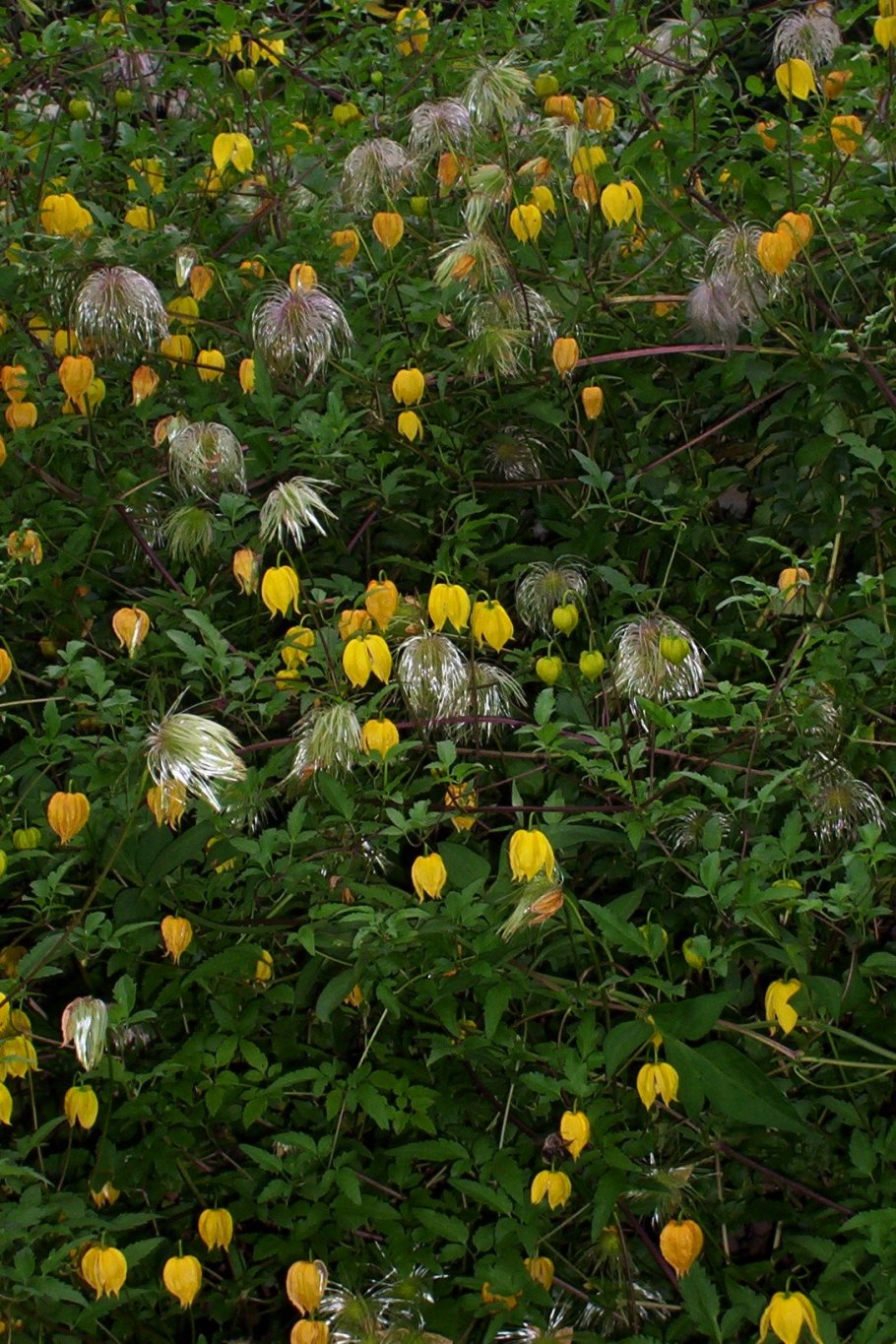 Клематис тангутский