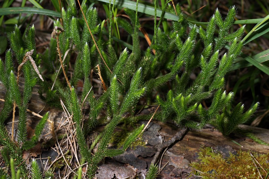 Плаун булавовидный (Lycopodium clavatum)